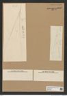 Diatomeae indet. Zeichnungen Sammlung Grunow Nr. 6712 (NHMW-BOT-W0375520)